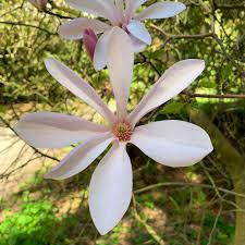 Attēlu rezultāti vaicājumam “Magnolia cylindrica”