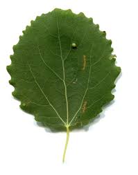 Attēlu rezultāti vaicājumam “Populus tremula leaf”