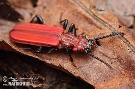 Attēlu rezultāti vaicājumam “Cucujus cinnaberinus”