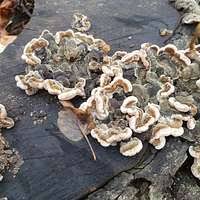 Attēlu rezultāti vaicājumam “Auricularia mesenterica”