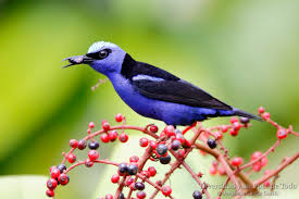 Attēlu rezultāti vaicājumam “Passeriformes”
