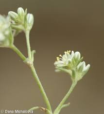Attēlu rezultāti vaicājumam “Scleranthus perennis flower”