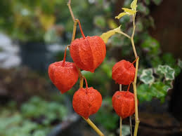 Attēlu rezultāti vaicājumam “Physalis alkekengi”