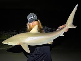 Image result for Carcharhinus acronotus