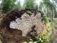 Attēlu rezultāti vaicājumam “Skeletocutis brevispora”