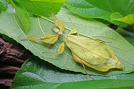 Attēlu rezultāti vaicājumam “Orthoptera”