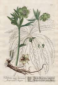 Image result for Christrose