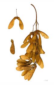 Attēlu rezultāti vaicājumam “Acer pseudoplatanus fruit”