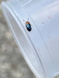 Attēlu rezultāti vaicājumam “Triplax aenea”