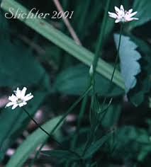 Attēlu rezultāti vaicājumam “Stellaria longifolia flower”