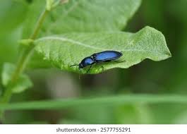 Attēlu rezultāti vaicājumam “Selatosomus aeneus”