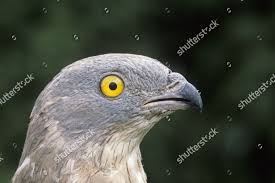 Attēlu rezultāti vaicājumam “Pernis apivorus adult”