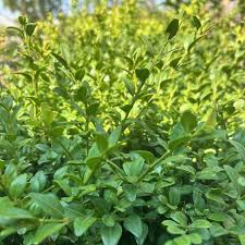 Attēlu rezultāti vaicājumam “Buxus sempervirens”