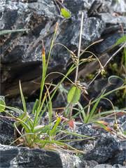 Attēlu rezultāti vaicājumam “Carex capillaris”