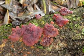 Attēlu rezultāti vaicājumam “Cytidia salicina”