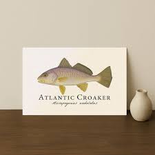 Image result for Micropogonias undulatus