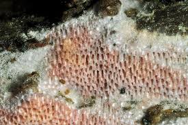 Attēlu rezultāti vaicājumam “Ceriporia excelsa”