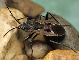 Image result for Rhyparochromus