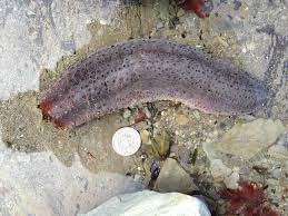 Image result for Cucumaria frondosa