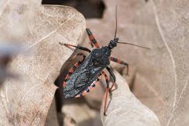 Attēlu rezultāti vaicājumam “Rhynocoris annulatus imago”