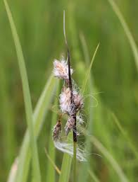 Attēlu rezultāti vaicājumam “Eriophorum angustifolium fruit”