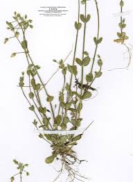 Attēlu rezultāti vaicājumam “Cerastium semidecandrum bud”