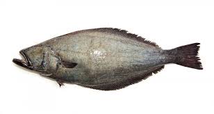 Image result for Reinhardtius hippoglossoides