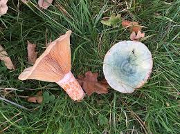 Attēlu rezultāti vaicājumam “Lactarius deliciosus”