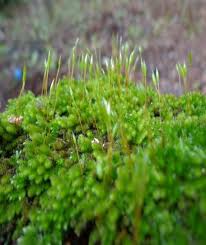 Attēlu rezultāti vaicājumam “Taxiphyllum wissgrillii”