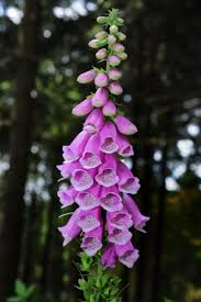 Image result for Fingerhut rot