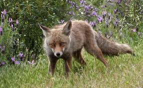 Attēlu rezultāti vaicājumam “Vulpes vulpes  adult”