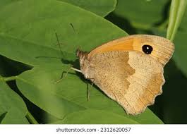 Attēlu rezultāti vaicājumam “Maniola jurtina”