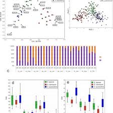 Attēlu rezultāti vaicājumam “Oenothera rubricauli flower”