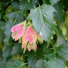 Attēlu rezultāti vaicājumam “Acer tataricum subsp. ginnala bud”