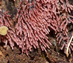 Attēlu rezultāti vaicājumam “Symphytocarpus impexus”