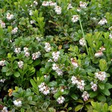 Attēlu rezultāti vaicājumam “Vaccinium vitis-idaea flower”