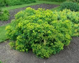 Attēlu rezultāti vaicājumam “Euphorbia palustris leaf”