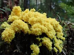 Attēlu rezultāti vaicājumam “Fuligo septica var. rosea young”