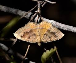 Attēlu rezultāti vaicājumam “Camptogramma bilineata”