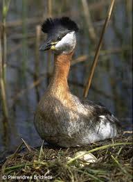 Attēlu rezultāti vaicājumam “Podiceps grisegena adult”