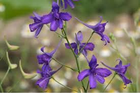 Attēlu rezultāti vaicājumam “Consolida regalis”