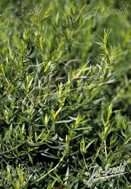 Image result for Artemisia dracunculus