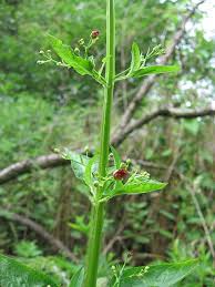 Attēlu rezultāti vaicājumam “Scrophularia umbrosa flower”