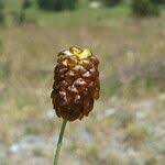 Attēlu rezultāti vaicājumam “Trifolium spadiceum fruit”