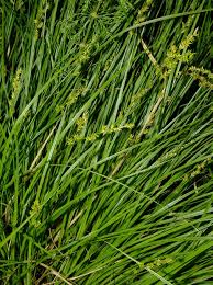 Attēlu rezultāti vaicājumam “Carex elongata”