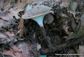 Attēlu rezultāti vaicājumam “Polyporus varius”