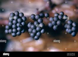 Attēlu rezultāti vaicājumam “Metatrichia vesparia stalked”