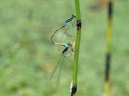 Attēlu rezultāti vaicājumam “Ischnura pumilio”