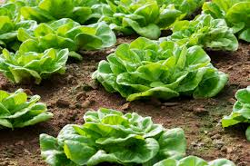 Image result for Pflücksalat