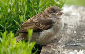 Attēlu rezultāti vaicājumam “Passer domesticus juvenile”